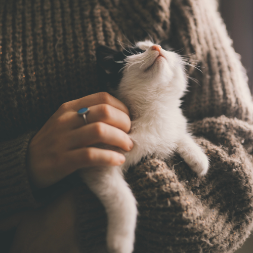 Pet Care